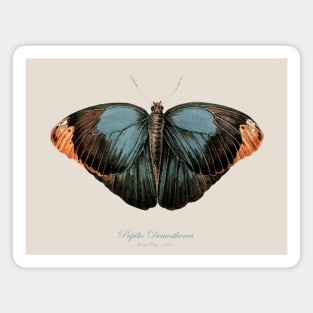 Butterfly - Purple Owl, Papilio Demosthenes, Caligo Beltrao Illiger Magnet